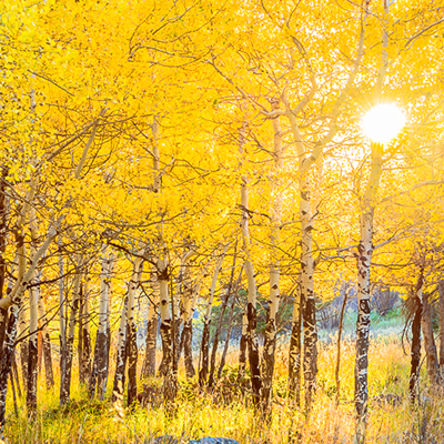 yellow leaves 