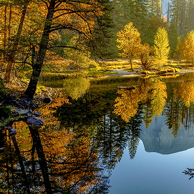 trees reflecting on water
