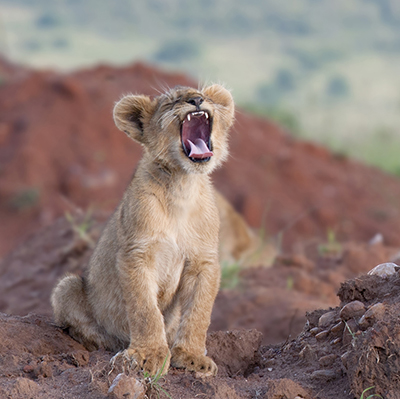 lion cub roaring